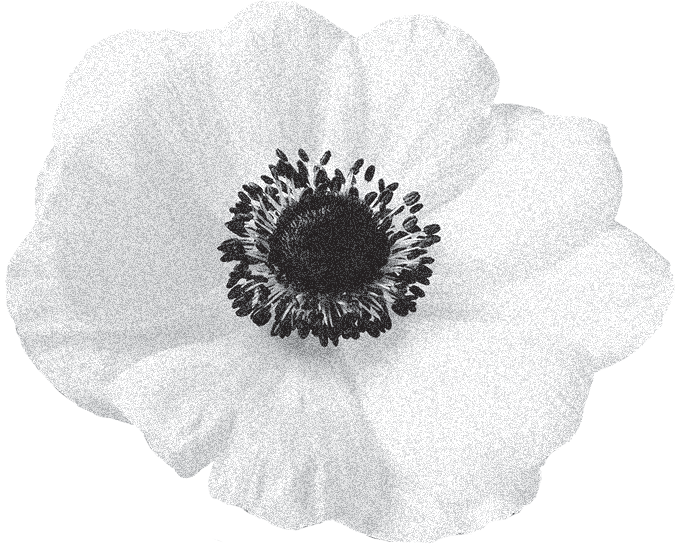 anemone flower